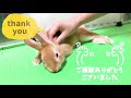 【ネザーランドドワーフ　ママ編＃6】うさぎさんとの生活始めました　～大葉に仕込まれたものとは.....⁈～