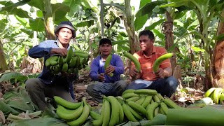 🍌🍌งานสวนกล้วยในอิสราเอล  พาชมแปลงต้นกล้าพร้อมชมแปลงปลูกกล้วย | แรงงานไทยในอิสราเอล