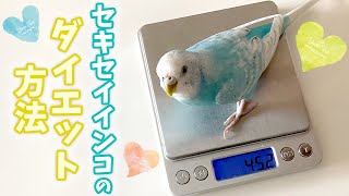 セキセイインコのダイエット方法【vlog-066】Budgerigar diet method