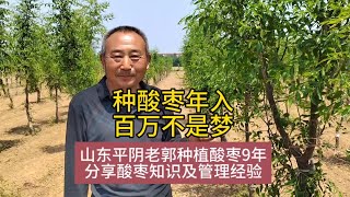 种酸枣如何年入百万？山东平阴老郭种酸枣9年经验分享#酸枣