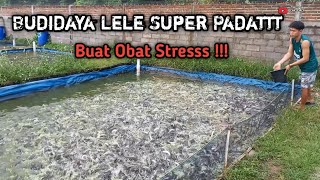 SUPER PADAT !! Keuntungan Tebar Padat Laba Berlipat.