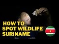 How to spot Wildlife in Suriname