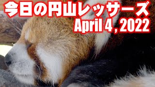 【レッサーパンダ】今日の円山レッサーズ　April 4 , 2022　Red Pandas at Maruyama Zoo