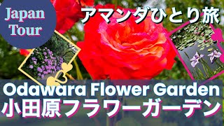 【小田原女ひとり旅】花いっぱい小田原フラワーガーデン 植物園編　Rose, Iris, Water Lily \u0026 Hydrangea in Odawara Flower Garden , Japan