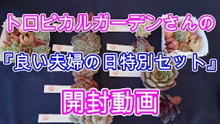 【多肉植物】【ガーデニング】トロピカルガーデンさんから届いた『良い夫婦の日特別セット』を開封します