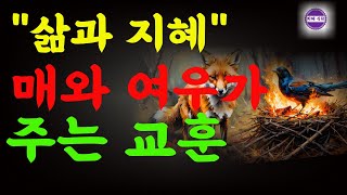 살아가면서 가장많이 써먹는 심리학|매와 여우이야기|감정을 잘 다스리는 방법서|지혜로운삶 |좋은글 |사람의 운명 |행복한인생|건강한삶|건강|한줄명언|오디오북|은퇴후 삷