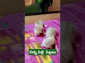 చిన్న పిల్లి పిల్లలు cat cats catlover catshorts catvideos smallcat catvideo latest shorts yt