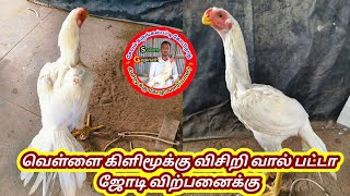 வெள்ளை கிளிமூக்கு விசிறி வால் பட்டா ஜோடி விற்பனைக்கு இந்திய முழுவதும் டெலிவரி உண்டு