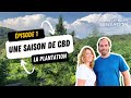 Une saison de CBD Bio. Épisode 1:  La plantation !