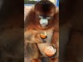 Cute golden snub-nosed monkey eating food 😂😍 #cutebaby #kids #cute #funny #viral #babymonkey #bimbim