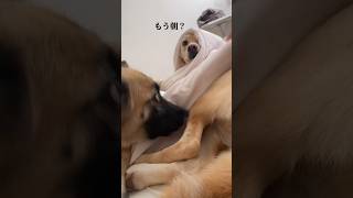 お布団の気持ちよさを知ってしまった犬はこうなります dog loves blanket  #雑種犬 #れおなな