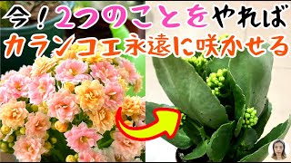 カランコエの育て方、咲いている間に注意！この2つことをしないと花が散り、もう咲かなくなります|花子