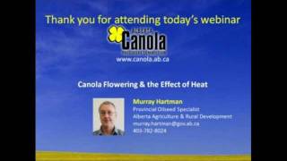 Canola Flowering and the Effect of Heat