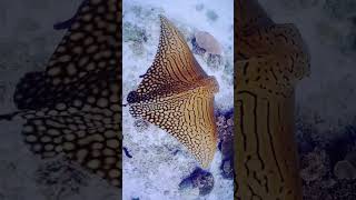 leopard stingray flying under water | Amazing Meditations Calm Music | #shorts #ocean #sea