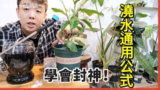 種植新手必看！澆水公式大公開，一學就會的澆水技巧，看完直接封神！【禅艺绿植工作室】