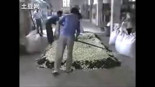 Jasmine Tea Production