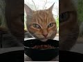 2025年1月13日 少し遅くなったけど朝ご飯くださいニャ cat 茶とら猫 ねこ動画 猫好きさんと繋がりたい 野良猫関連 のらねこ 再生が途中バグるのは何故⁉️ 猫の咀嚼音