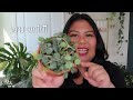 starter hoya collection for plant beginners care tips houseplants