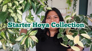 starter hoya collection for plant beginners + care tips #houseplants