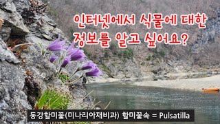 식물 정보 - 우리나라 자생식물 목본 초본은 몇 종이나 될까요?