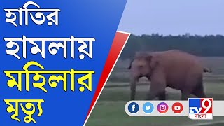 Jhargram Elephant Video: ঝাড়গ্রামে দাঁতালের দাপাদাপি, হাতির হামলায় মৃত্যু মহিলার