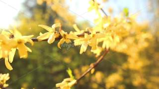 Flowers yellow Rhododendron