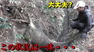 ＃65　【有害鳥獣駆除】77kgの良型雌猪を駆除！ - Caught a big boar weighing 77 kg.