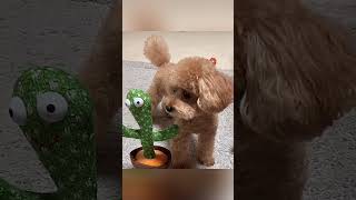 Dog vs toy. #funny #cutedog