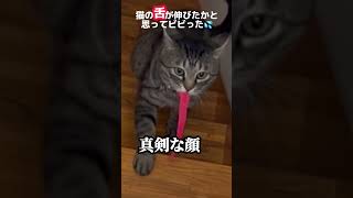 【世界一長〜い猫の舌wwかと思ったらw】#shorts #保護猫 #猫 #cat