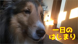 【シェルティ】一日のはじまり【朝から元気】