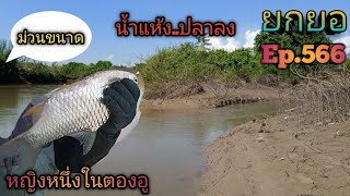 ยกยอแม่น้ำมะ'64 #95น้ำแห้งปลาลง🐟🐟Ep.566 13 ตุลาคม ค.ศ. 2021