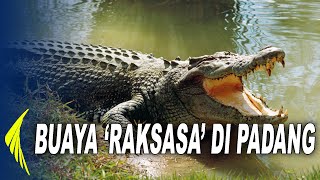 Buaya 'Raksasa' di Bungus Padang, Masyarakat Gempar