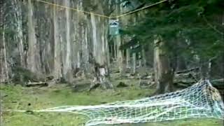 Deer capture by Ace Capture baited suspended net gun