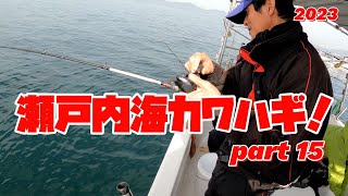 瀬戸内海カワハギpart 15❗2023年12月9日