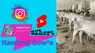 Kankrej Cow's #Short video