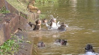 Awesome Macaques Swimming | The Most Happy Monkey Family Playing And Swimming In Water