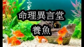 一分鐘命理：養魚(八字補水)