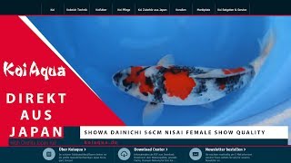 Showa Dainichi 56cm Nisai Female Show Quality