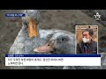 산불에 잿더미 된 집으로 돌아온 동물들 “너희가 희망” 뉴스a