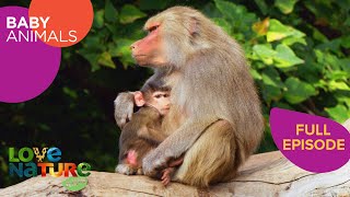 How Baby Animals Become Social | Baby Animals 202+206