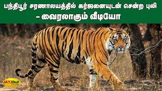 பந்திபூர் சரணாலயத்தில் கர்ஜனையுடன் சென்ற புலி - வைரலாகும் வீடியோ | Karanataka | Tiger | Viral Video