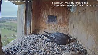 FalconCam 2024 09 08 Xavier brings breakfast to gain incubation time