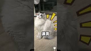 评论区鉴猫，看看有没有和你家相同品相的猫咪 猫咪鉴定猫咪 评论区看看你们的猫 新手养猫猫咪鉴赏