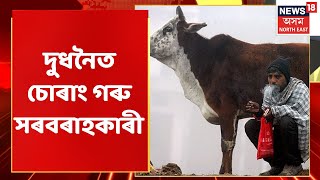 Dudhnoi | ৩৮ ন টা চোৰাং গৰু জব্দ | Assam News