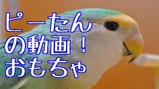 実験インコ動画：インコのおもちゃ作ってみた編