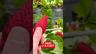 JAPAN Strawberry Picking 愛知県南知多半島グリーンバレイいちご狩り #日本 #ショーツ #food #shorts #苺 #strawberry #pickingfruit