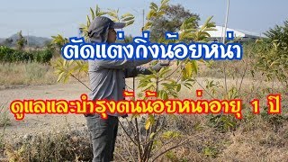 การตัดแต่งกิ่งน้อยหน่า | ดูแลและบำรุงต้นน้อยหน่าอายุ1ปีให้เติบโตเร็ว