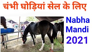 Chambi Mares for sale in Nabha Horse Mandi 2021. Sandhu Movies Studio