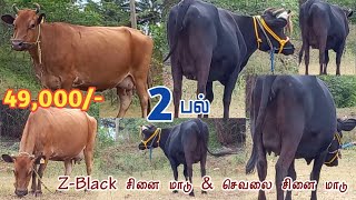 49000 விலையில் Z-Black காரி சினை மாடு மற்றும் Jersey சினை மாடு விற்பனை