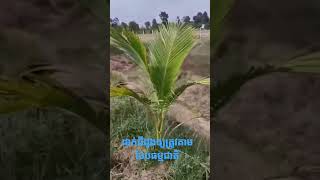 ដាំដូងដាក់ជីឱ្យត្រូវ